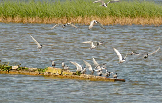 Image of Whiskered Tern