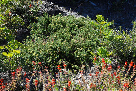 Image of Darwinia hortiorum K. R. Thiele