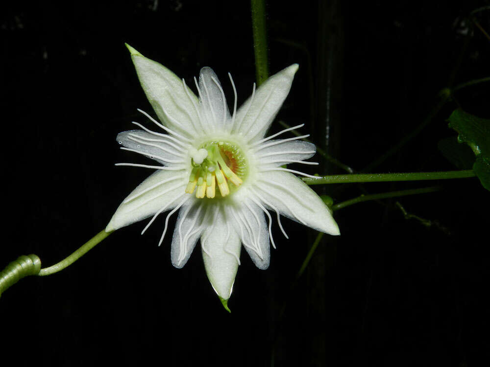 Image of Passiflora lobata (Killip) Hutch. ex J. M. Mac Dougal