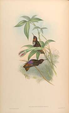 Image of Aglaeactis Gould 1848