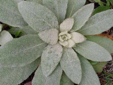 Image of Great Mullein