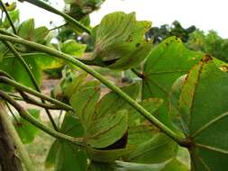 Image of treecotton