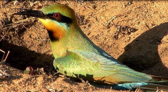 Image of Rainbow Bee-eater