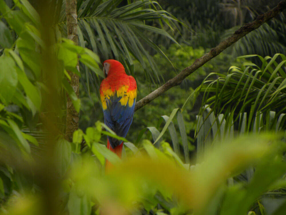 Image of macaws