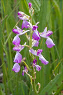 Image of Loose-flowered orchid