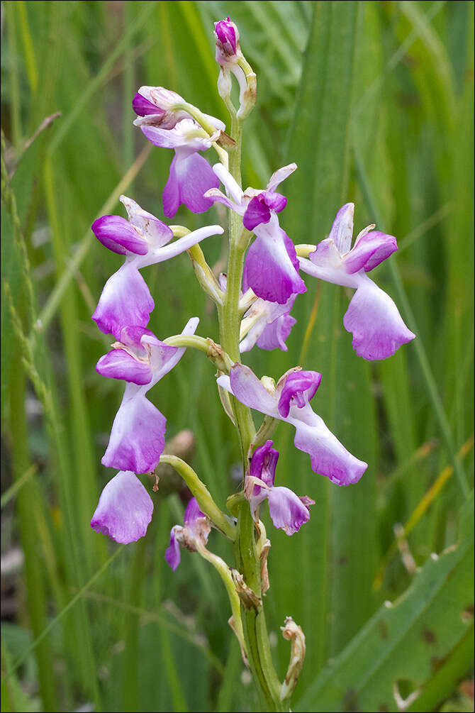 Image of Loose-flowered orchid