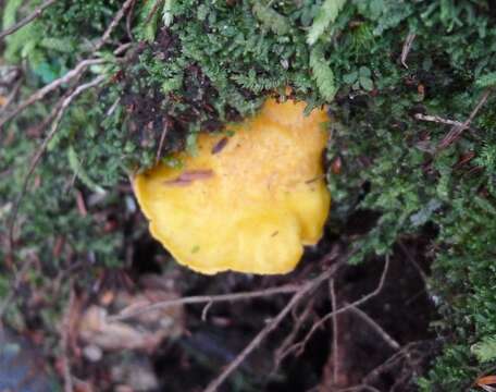 Image de Cantharellus cascadensis Dunham, O'Dell & R. Molina 2003