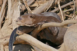 Image of giant otter