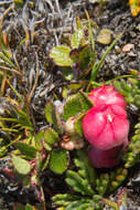 Image of Gaultheria depressa Hook. fil.