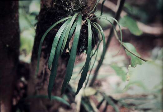 Sivun Asplenium simplicifrons F. Muell. kuva