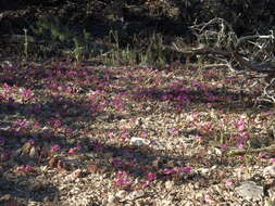 Image of annual redspot monkeyflower