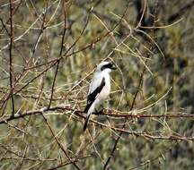 Image of true shrikes