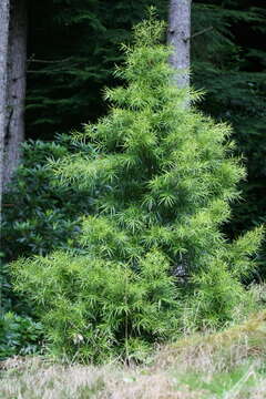 Image of Willow-leaf Podocarp