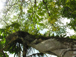 Image of Ficus nymphaeifolia Mill.