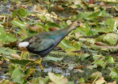 Image of Swamphen