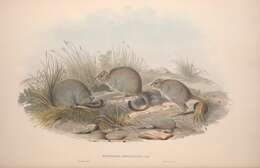 Image of bettongs, potoroos, and rat kangaroos