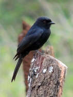 Image of Fork-tailed Drongo