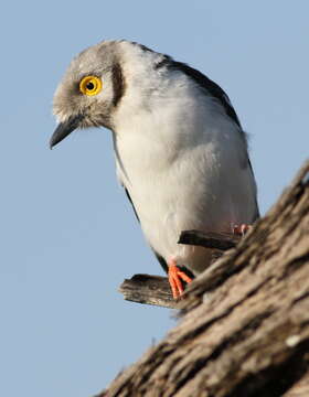 Prionops plumatus (Shaw 1809)的圖片