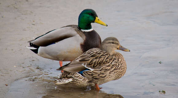 Image of Common Mallard