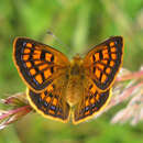 Слика од Lycaena salustius (Fabricius 1793)