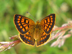 Image of Lycaena salustius (Fabricius 1793)