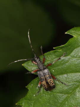 Image of Evodinus clathratus (Fabricius 1793)