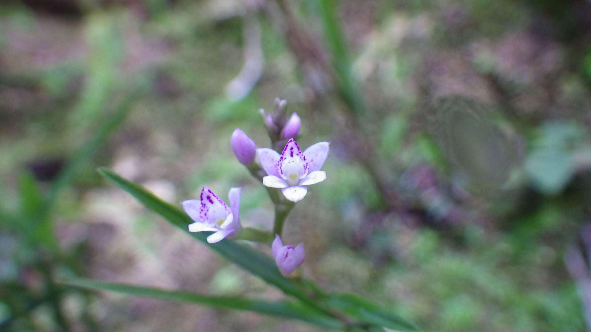 Imagem de Epidendrum fimbriatum Kunth