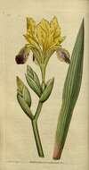 Image of Hungarian iris