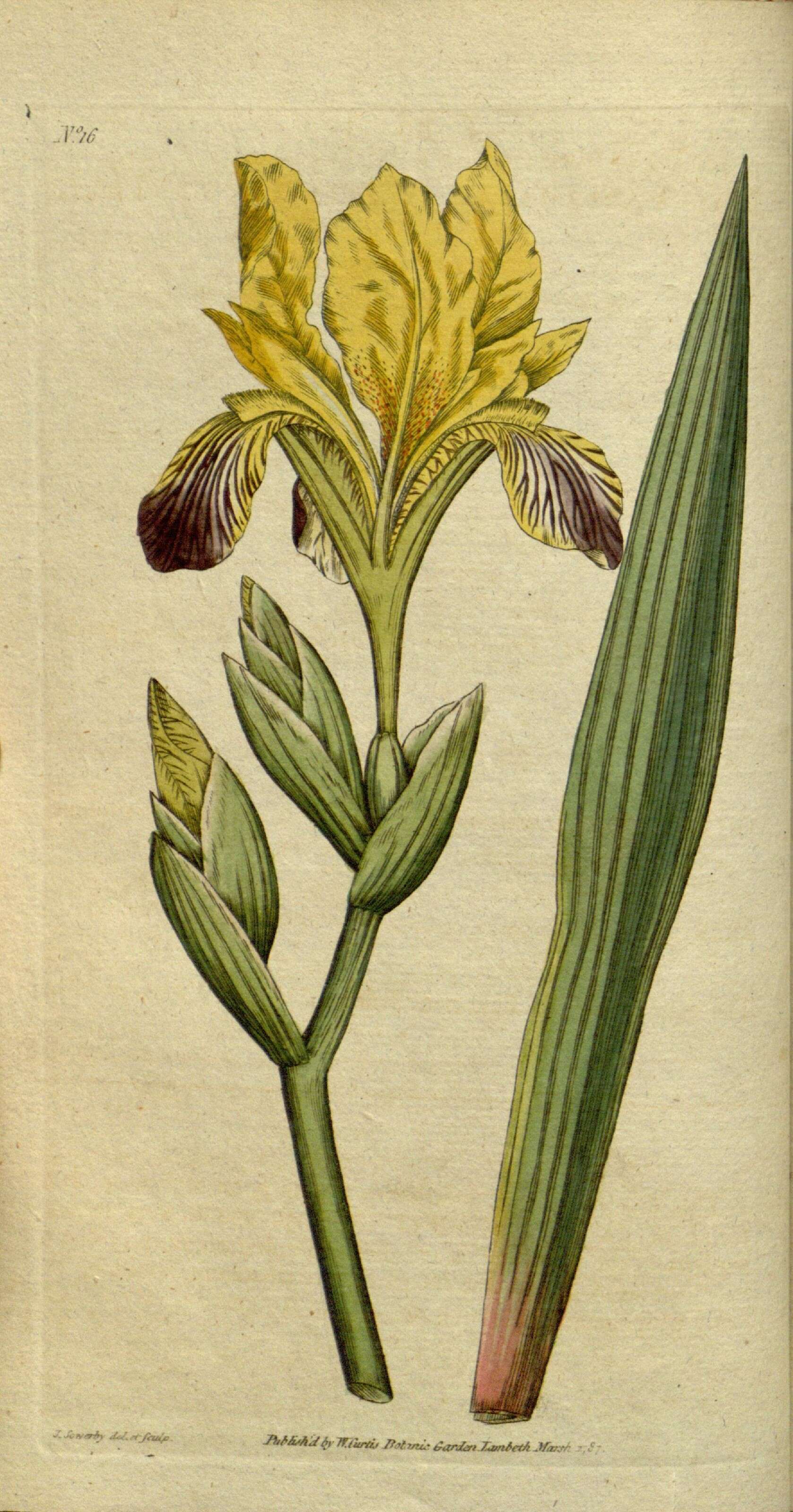Image of Hungarian iris