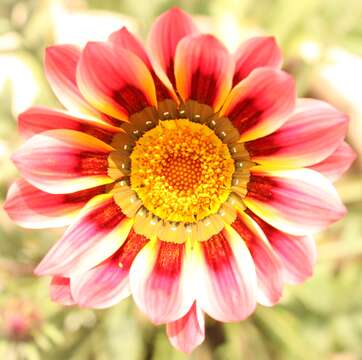 Image of gazania