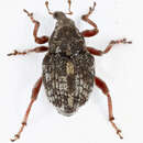 Image of Weevil