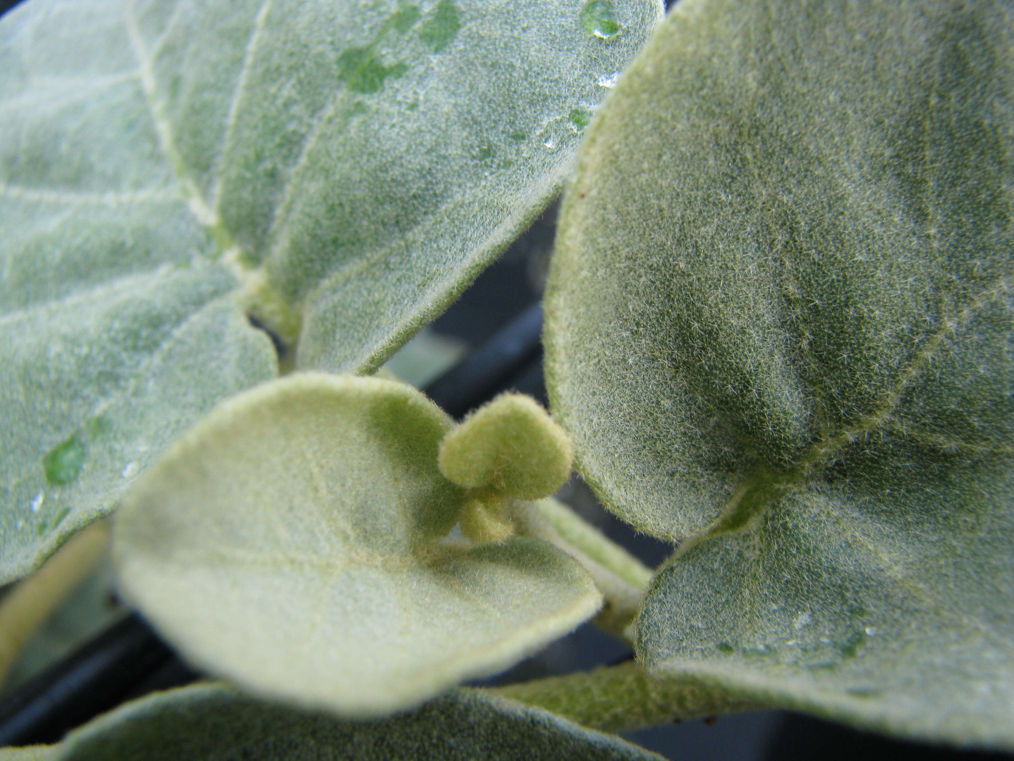 Image de Solanum nelsonii Dun.