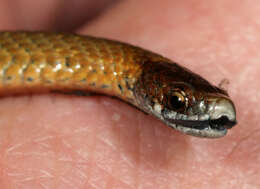 Image of Red-bellied Snake