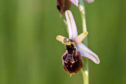 Image of Ophrys arachnitiformis Gren. & Philippe