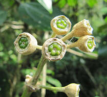 Image of Meriania phlomoides (Triana) F. Almeda