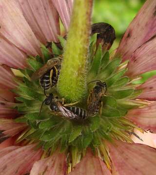 Image of Orange-legged furrow bee