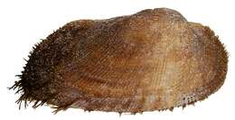 Sivun Arcidae Lamarck 1809 kuva