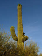 Image of saguaro