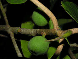 Image of Ficus tonduzii Standl.