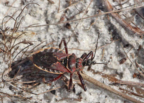 Image of Apiomerus floridensis Berniker & Szerlip ex Berniker et al. 2011