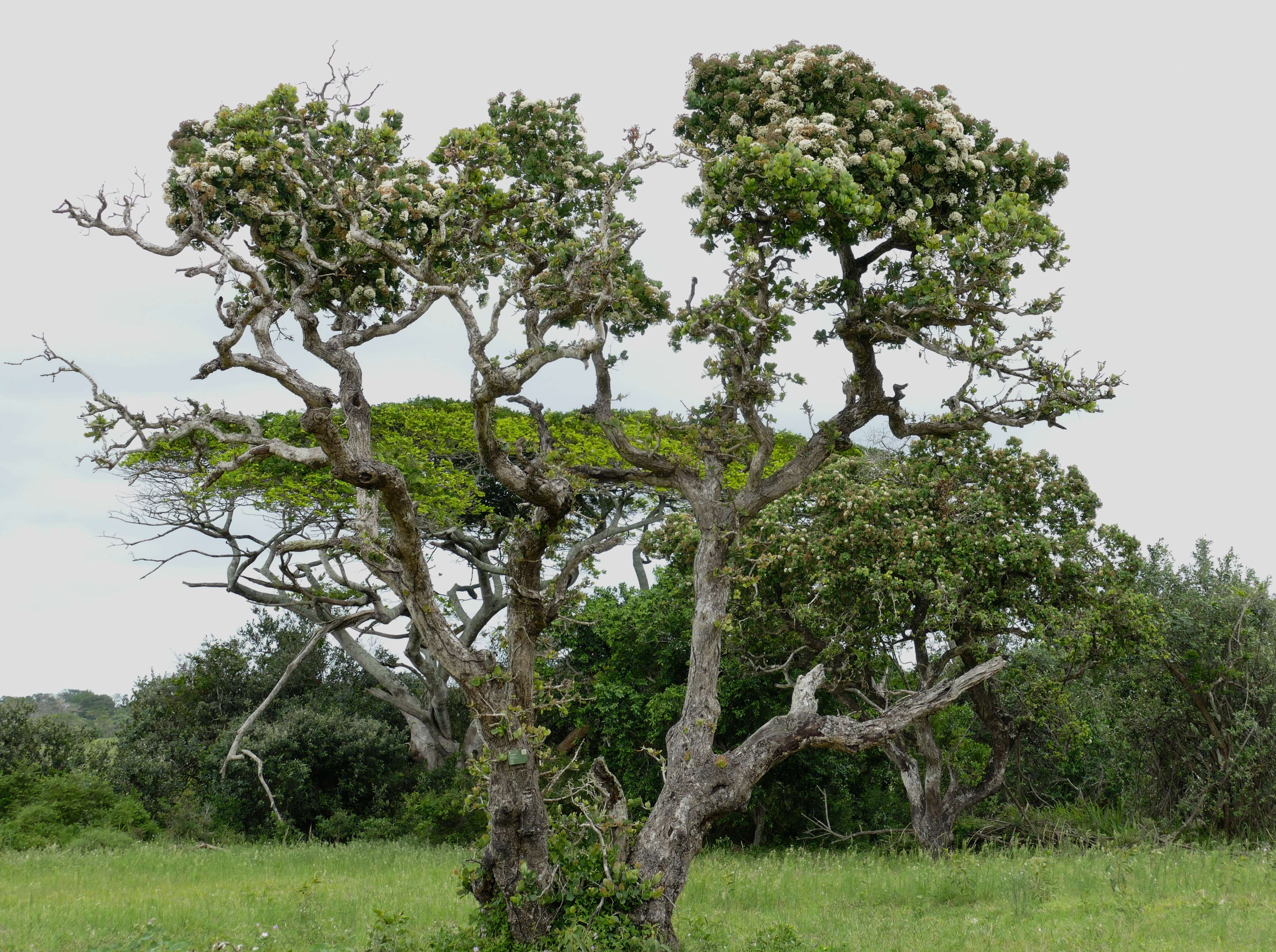 Image of Bush Cherries