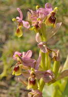 Image of Sawfly orchid