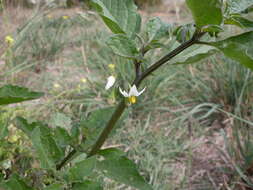 Image of European Black Nightshade