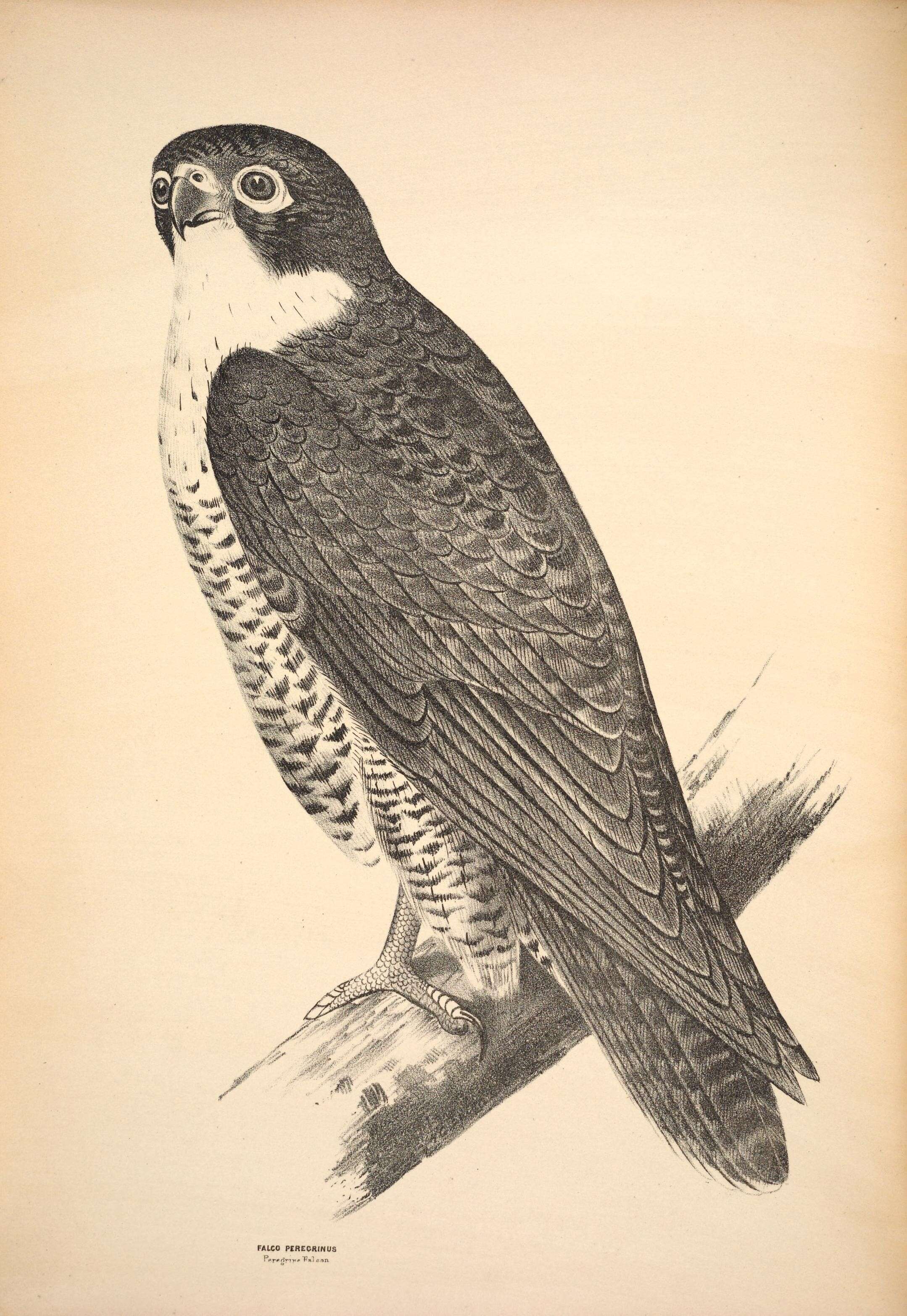 Image of Falco Linnaeus 1758