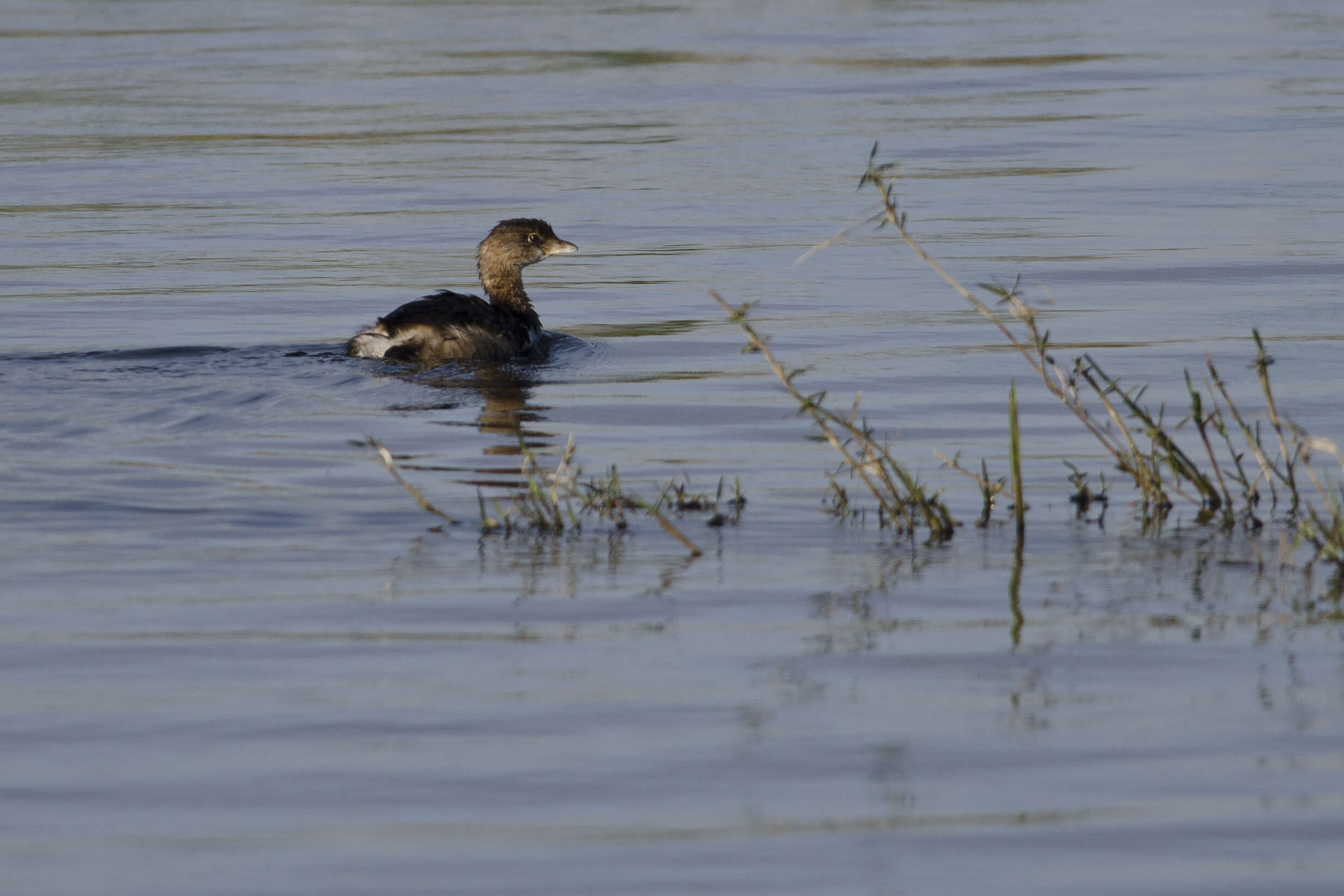 Image of Pied-billed Grebe