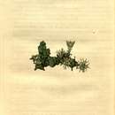 Image of Euphorbia tridentata var. tridentata