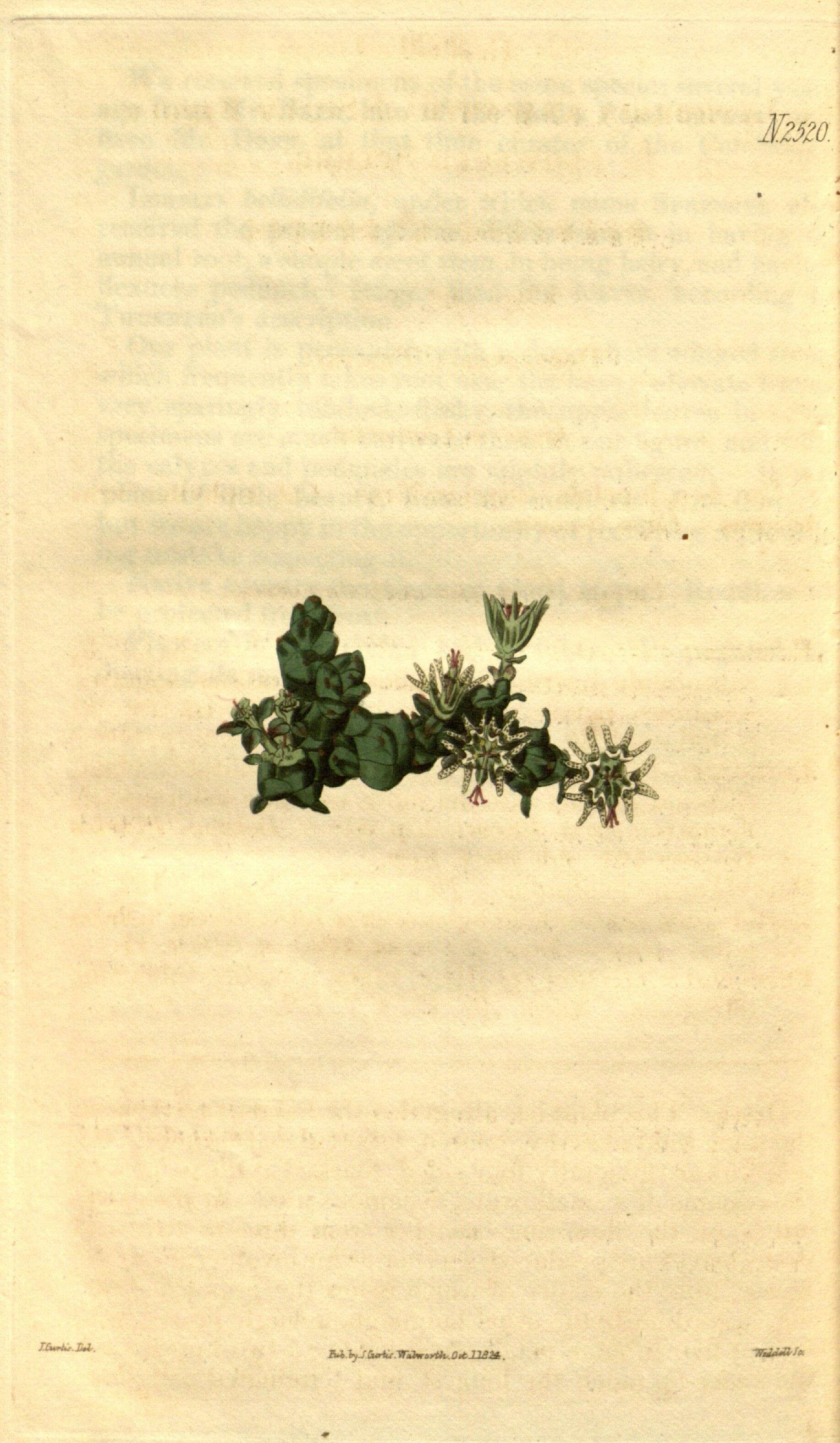 Sivun Euphorbia tridentata var. tridentata kuva