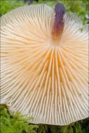 Image of Flammulina