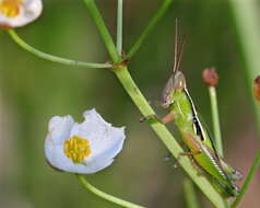 Слика од Aptenopedes sphenarioides Scudder & S. H. 1878