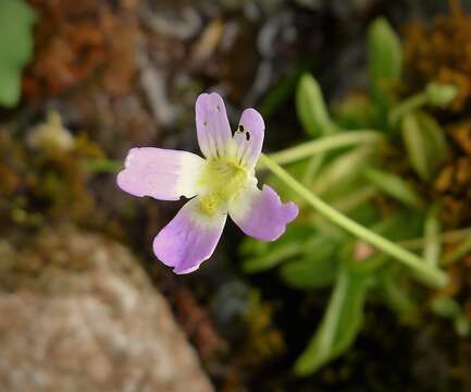 Image of Pinguicula balcanica Casper